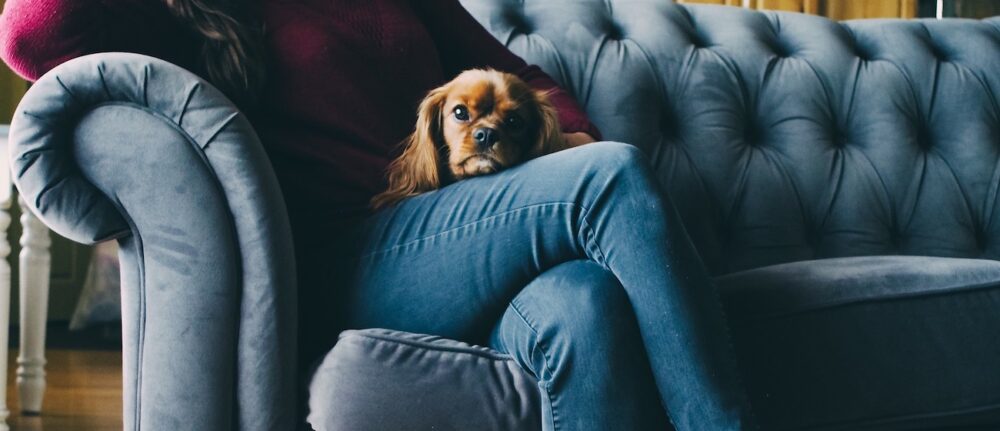 dog sitting on lap of a woman in jeans